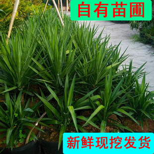 花奴缘荷兰铁象脚丝兰促销室内客厅大型观叶植物庭院盆栽盆景常绿