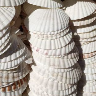 天然海螺贝壳白扇贝壳 彩色扇贝涂鸦绘画 地台装饰