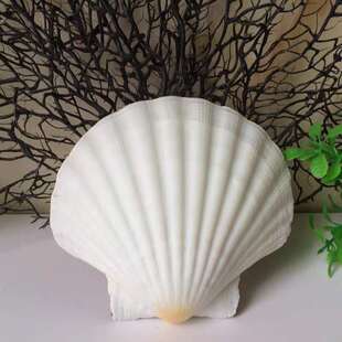 天然海螺贝壳 大白扇贝9-12CM 彩贝壳 鱼缸造景装饰 居家装饰品