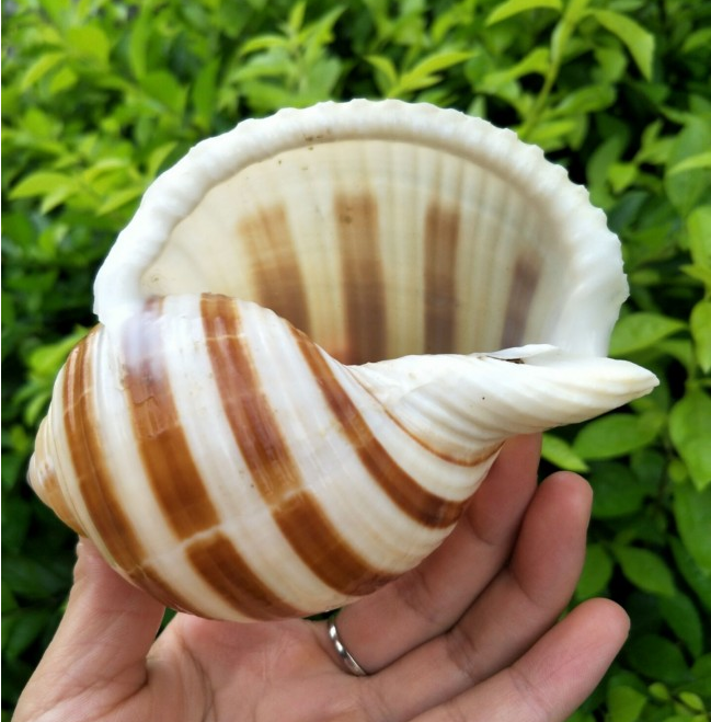 超大天然水波螺 虎鱼 卷贝鱼 繁殖壳创意盆栽水波螺