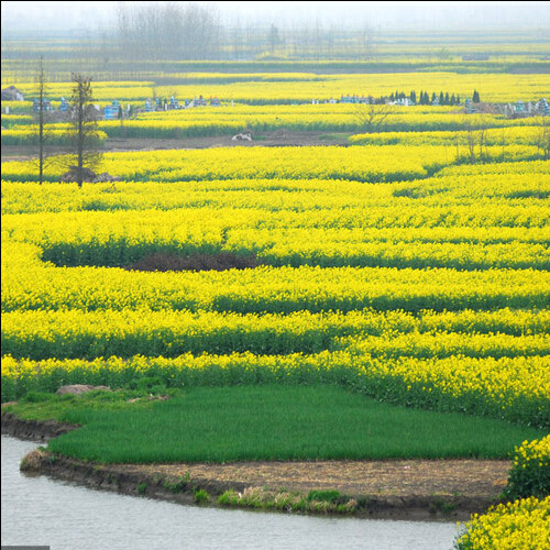 春秋播油菜种子高产榨油矮杆观赏杂交油菜花种籽非转基因花海景观
