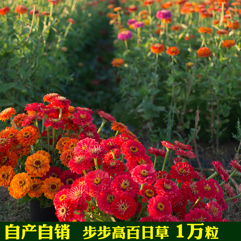 春秋播百日草种子百日草花种子太阳花步步高室外室内易活四季春播