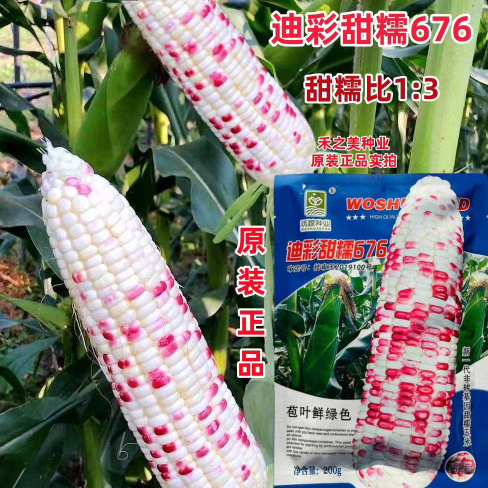 迪彩甜糯676玉米种子彩甜糯玉米种子南方早熟高产大棒甜粘玉米籽