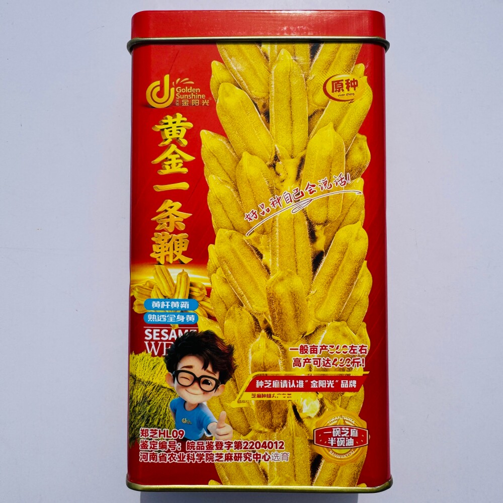 金阳光黄金一条鞭原种白芝麻种子杂交中早熟单杆芝麻种籽春夏季播