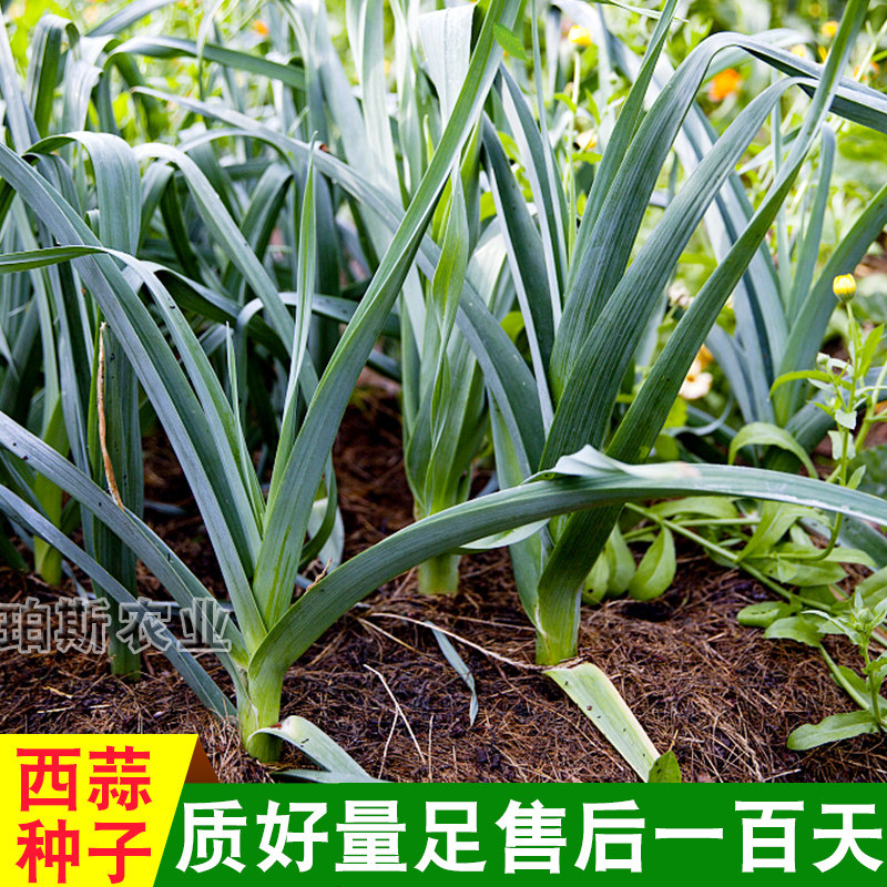 包邮蒜苗种子 韭葱种子长白山高产长蒜苗阳台盆栽蔬菜种子四季播