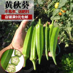 春秋播黄葵种籽秋葵种孑四季高产农家春播盆栽蔬菜种孑水果红绿秋