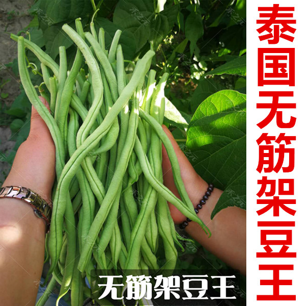 春秋播泰国无筋豆种籽紫色无筋架豆王四季豆适阳台庭院栽培春播蔬