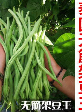 春秋播泰国无筋豆种籽紫色无筋架豆王四季豆适阳台庭院栽培春播蔬