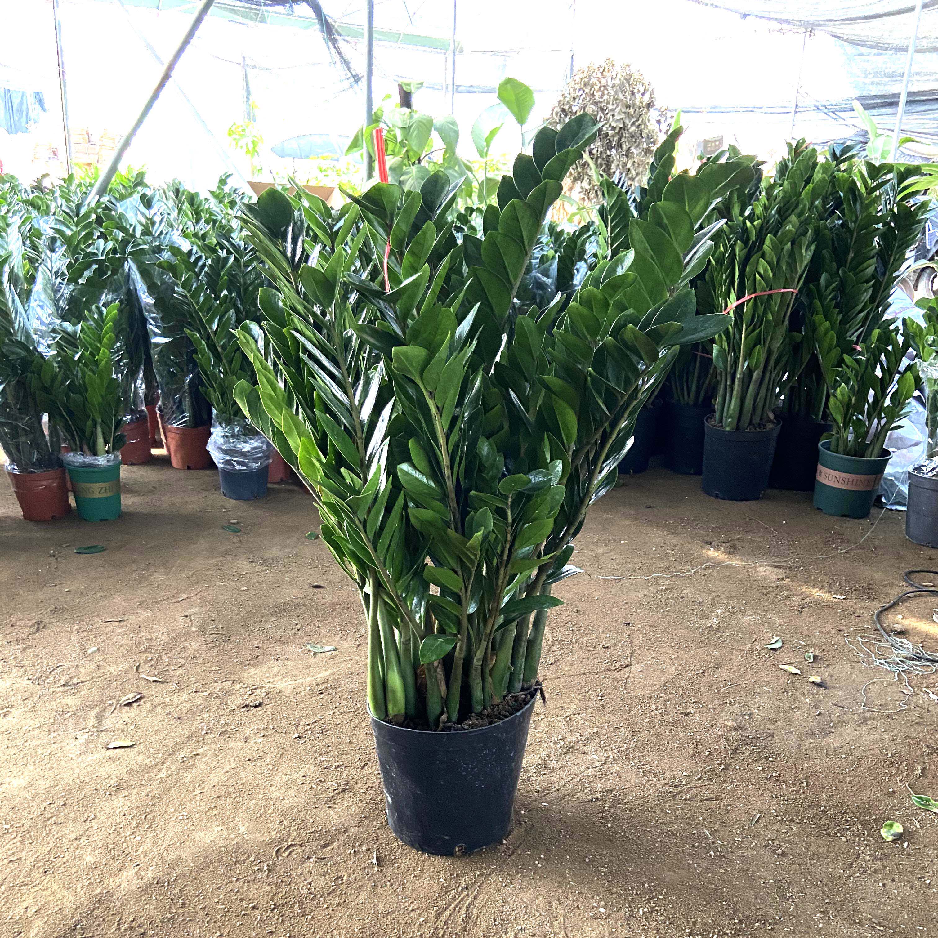 金钱树盆栽植物室内招财钱串子四季常青办公室客厅观叶绿植发财树