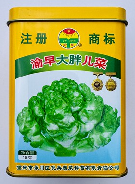 渝早大胖儿菜种子早熟口感脆嫩凉拌煮汤腌菜泡菜用芥菜种籽秋季播