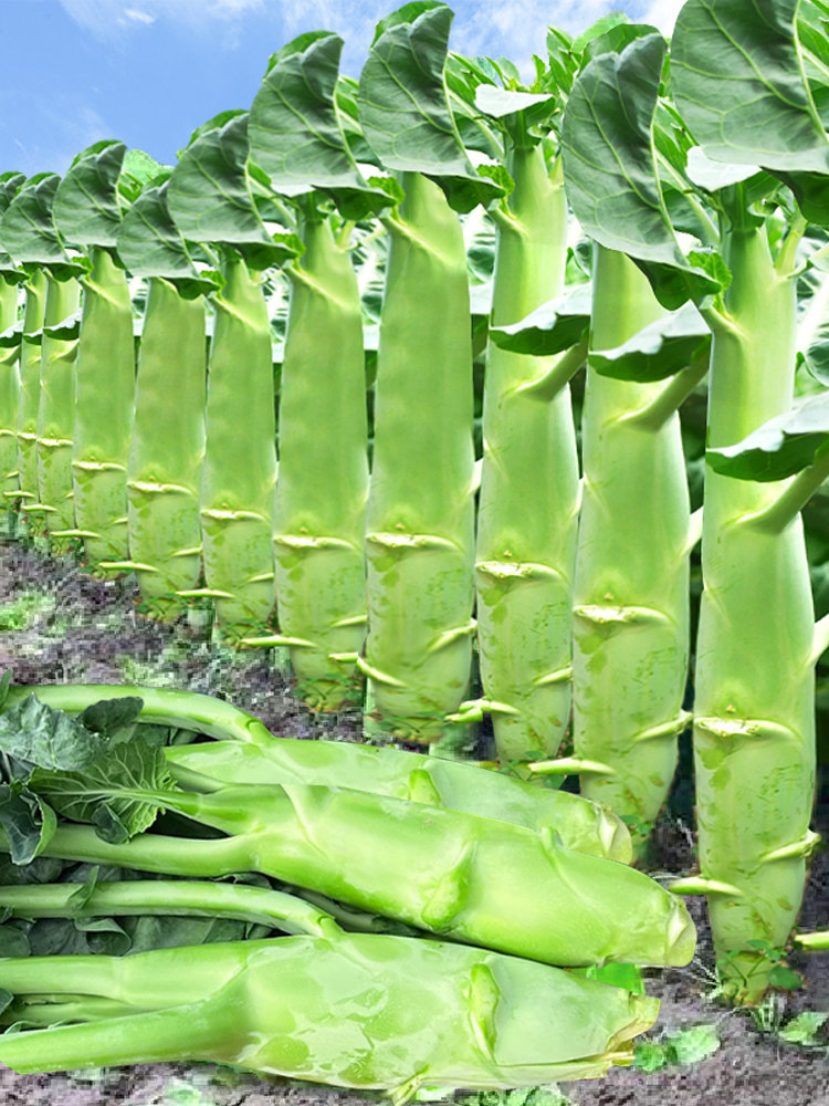 鸡腿芥兰种子芥兰菜种籽广东大芯芥蓝农家甜脆芥兰四季蔬菜种籽孑