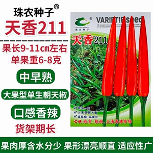 天香211大果朝天椒种子抗病中早熟口感香辣杂交一代红辣椒种籽孑