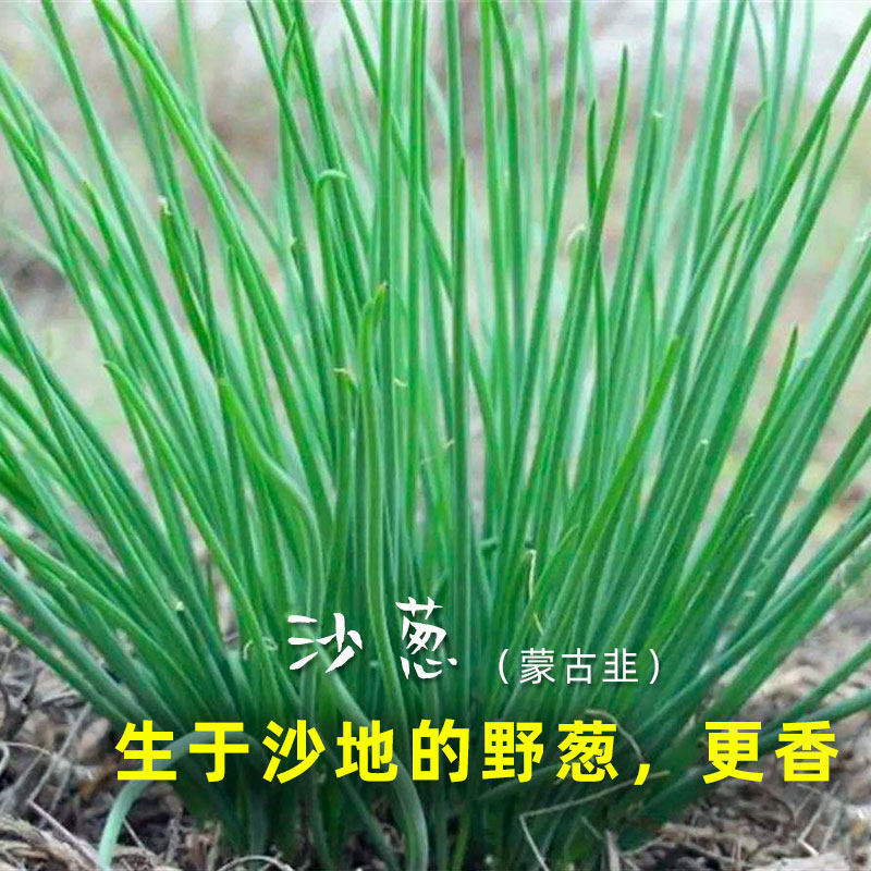 春秋内蒙古韭葱种籽野生沙葱种子胡葱耐寒耐旱香葱四季播特色蔬菜