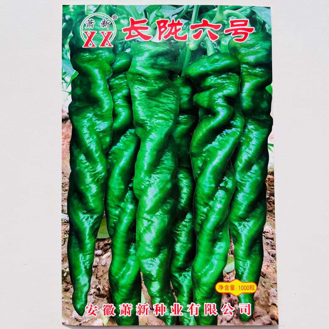 萧新长陇六号八号螺丝椒种子早熟全螺旋螺丝椒种辣味香浓果色亮绿