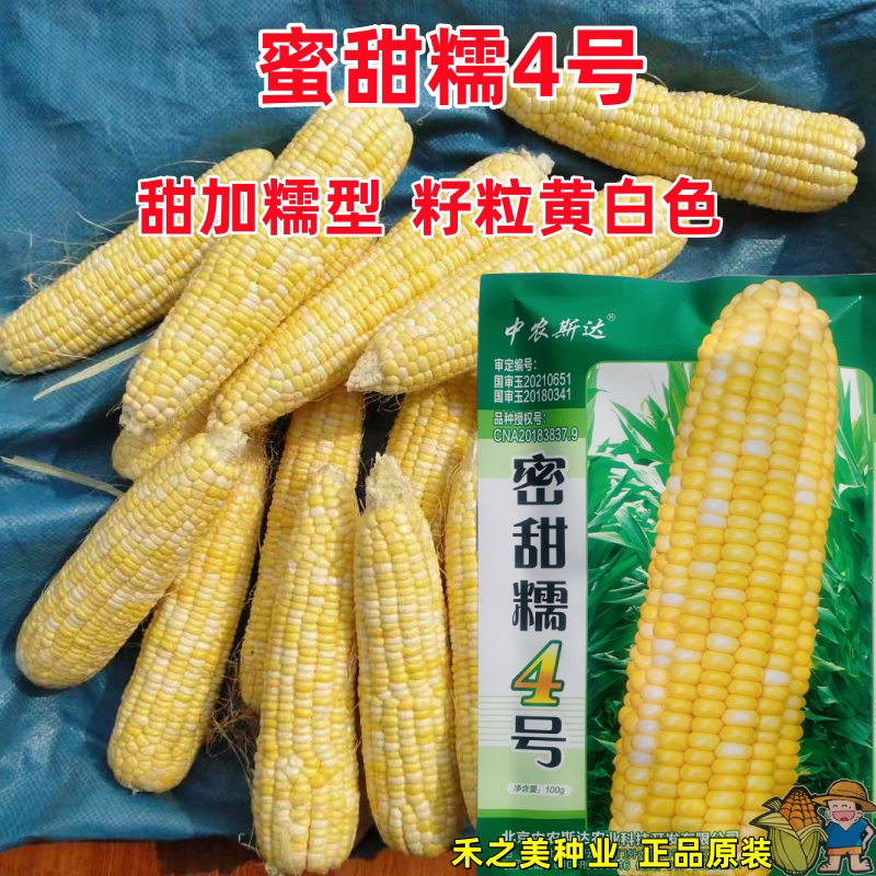 密甜糯4号玉米种子甜加糯玉米种子非转基因黄白双色糯玉米种籽