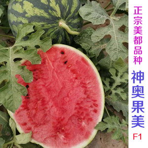 中熟圆形春季大棚红心西瓜种子