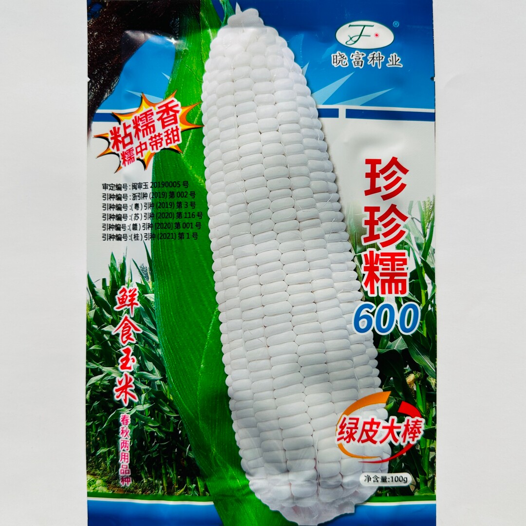 珍珠糯600绿皮大棒玉米种子抗病杂交鲜食白糯玉米种籽春秋季播种
