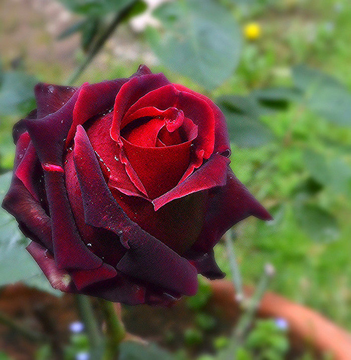 庭院大花月季黑魔术浓香玫瑰花苗切花香水月季盆栽花期长