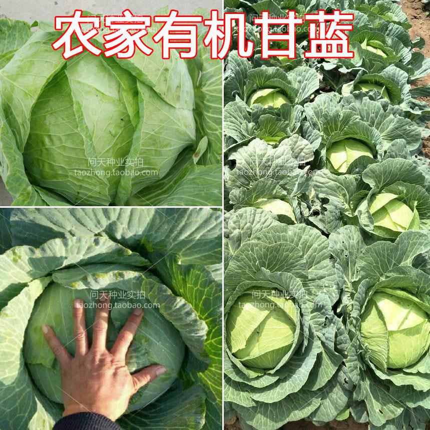 春秋播甘蓝种籽 甘蓝包菜种籽 卷心菜种籽 蔬菜种子 早春播秋播