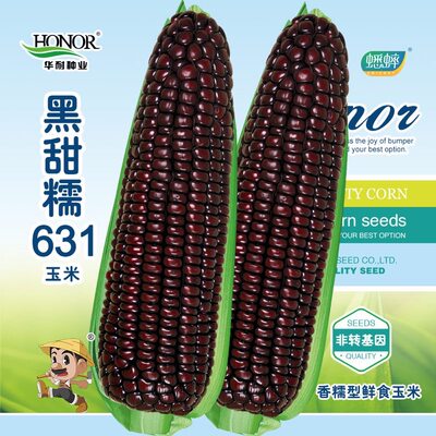 新品黑甜糯631黑糯玉米种子紫玉米种籽四季大田春夏蔬菜种孑非转