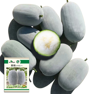 春秋播美粉小冬瓜种籽节瓜东瓜迷你小型铁实心高产蔬菜瓜种子