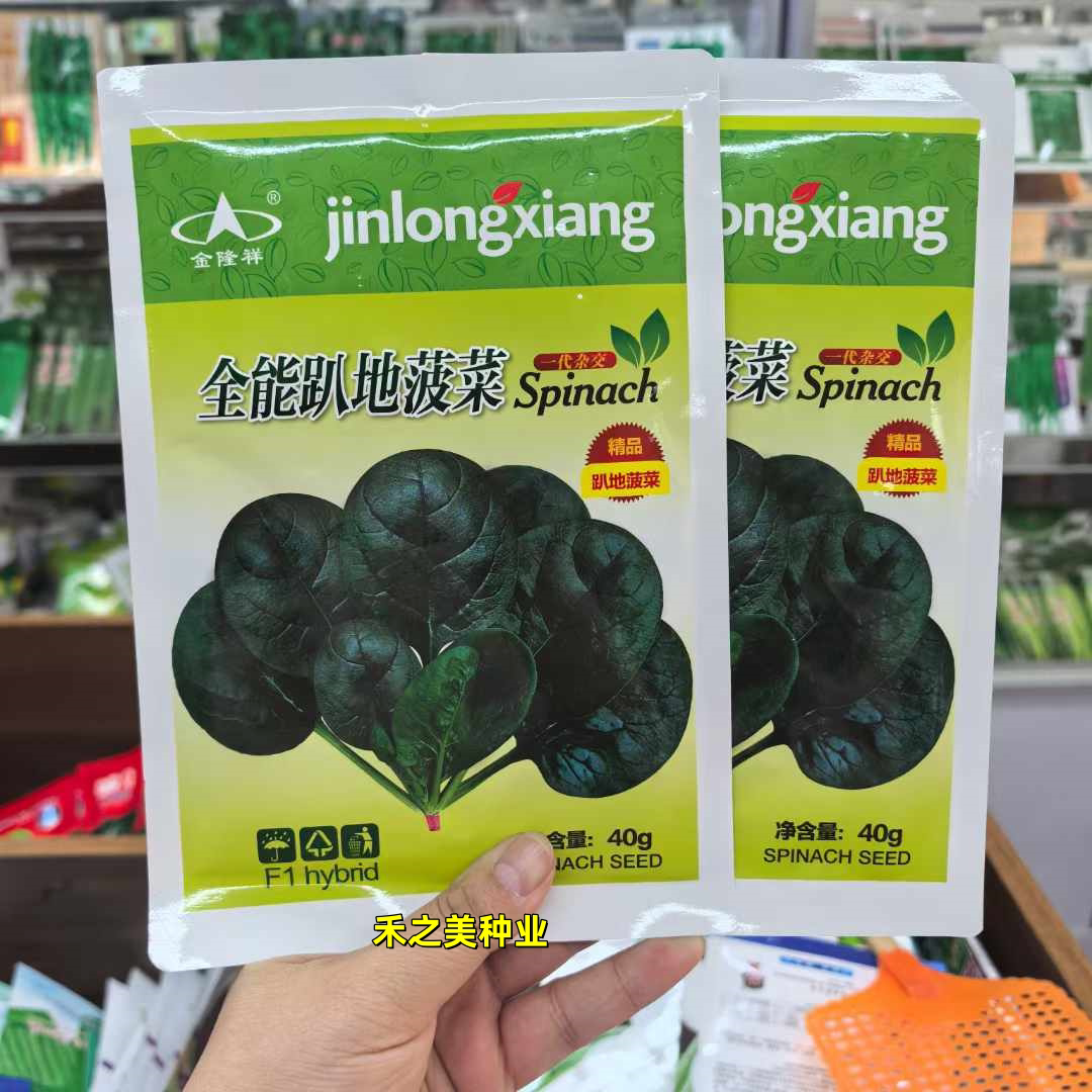 菠菜籽种子黑美人菠菜种籽耐热耐寒抗病春秋冬季种植优质蔬菜种孑