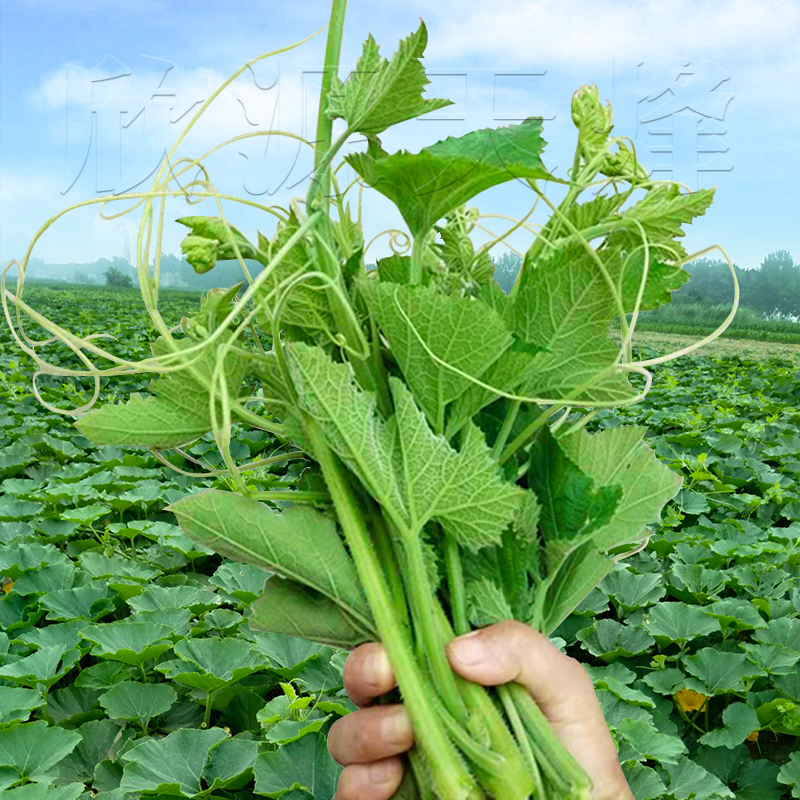 春秋播南瓜尖种籽孑家庭阳台专吃藤茎嫩叶四季秋季播南方特色蔬菜