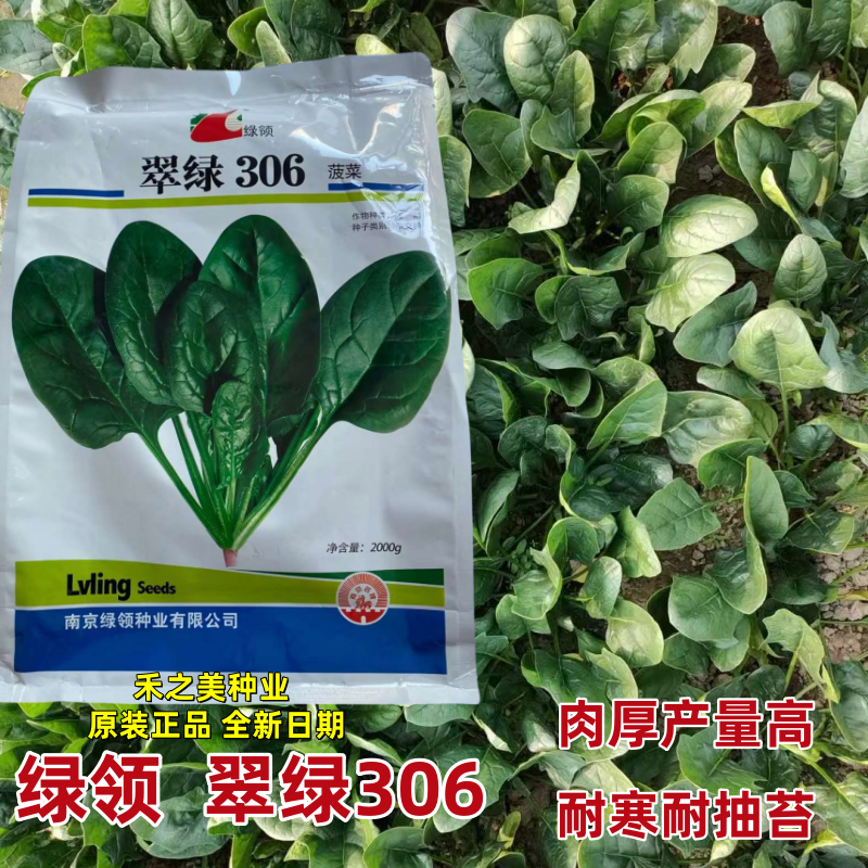 绿领翠绿306大叶菠菜种子耐热耐寒高产红根菠菜春夏秋播大田专用