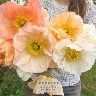 冰岛虞美人种子适合秋天冬天种的花种籽播种阳台庭院四季悠然园艺