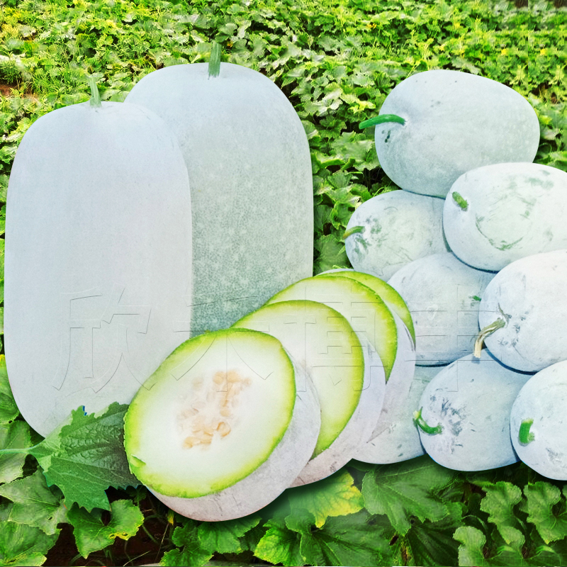 小冬瓜种春秋季粉皮白皮大冬瓜种籽爬藤阳台盆栽菜种孑蔬菜种子