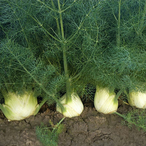 新品割茬球茎茴香种子小叶茴香种籽菜籽带根四季盆栽苗新鲜大蔬菜