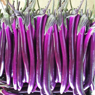 春夏长茄种子中早熟紫色面包型茄子细嫩耐热耐湿蔬菜籽禾之元 四季