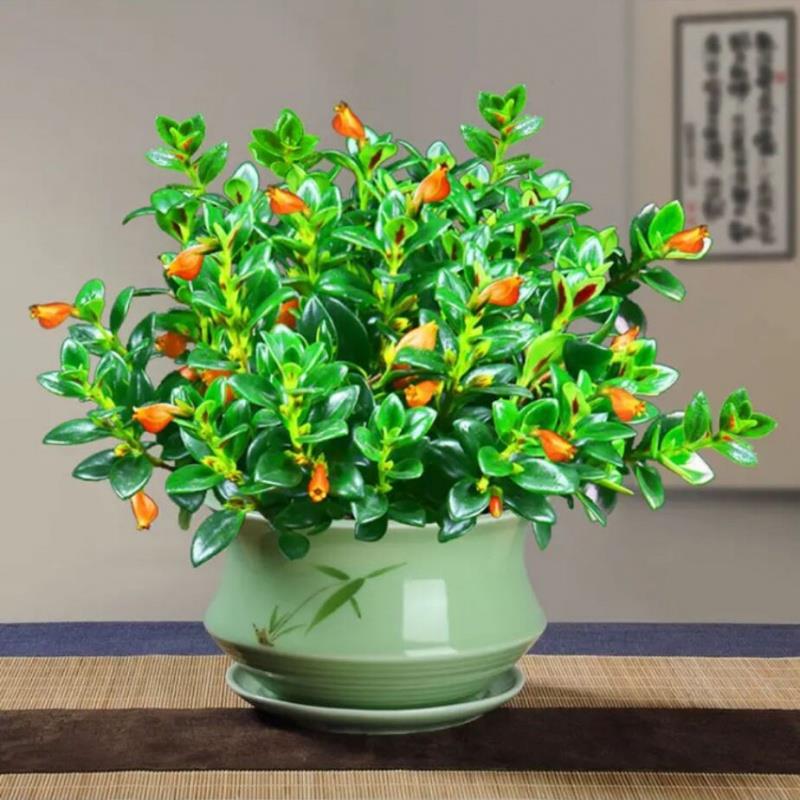 四季金鱼花吊兰盆栽室内绿植花卉多肉植物绿萝发财树好养客厅甲醛