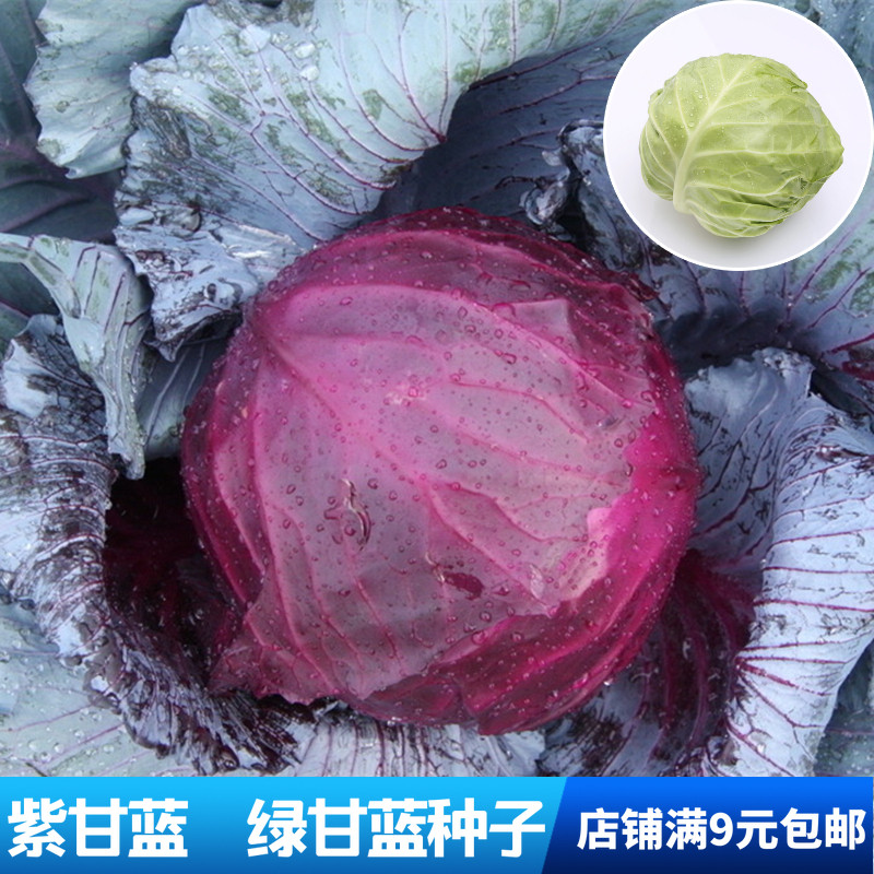 春秋播绿甘蓝种子四季花菜紫甘蓝种子阳台盆栽春季紫色包菜结球蔬