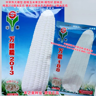华穗万糯188万糯2013白甜糯玉米种籽子大田中熟甜加糯大棒粘苞米