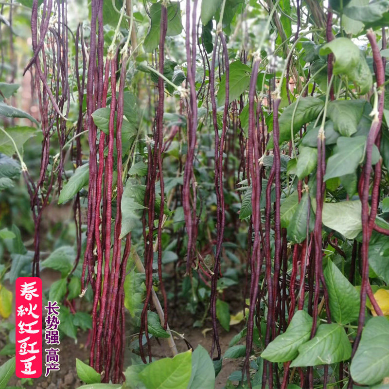 特长春秋红豇豆种子紫红豆角种籽高产早熟豇豆四季播耐热抗病高产