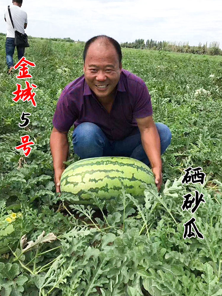 新品特大巨型西瓜种子种籽苗麒麟家庭园艺种子