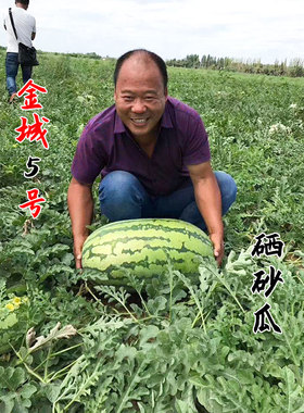 新品特大巨型西瓜种子种籽苗麒麟懒汉早佳8424四季南方苗秧盆栽高