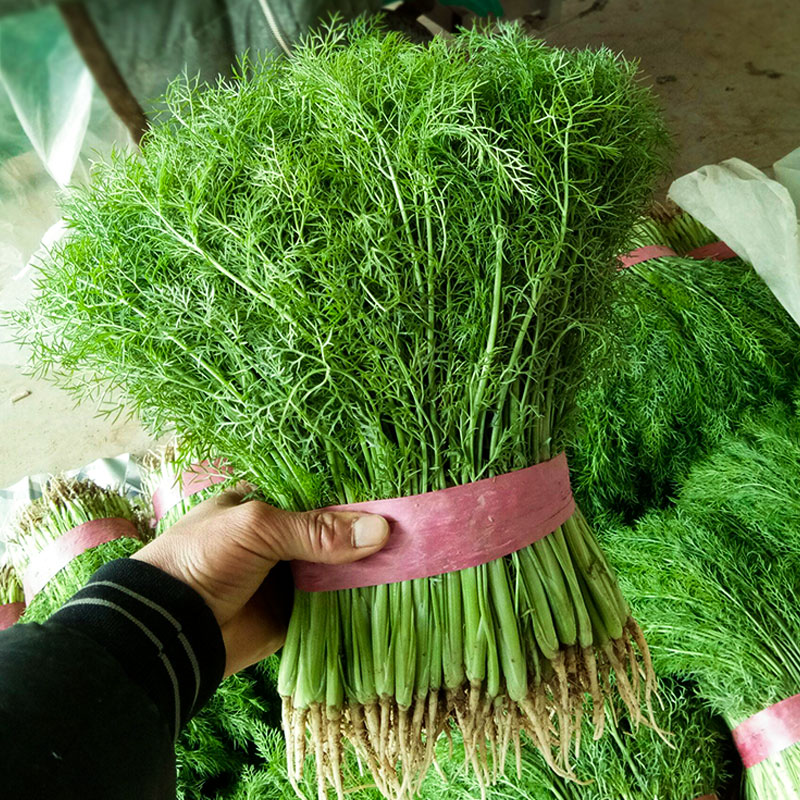 春秋播茴香种子种籽苗孑小茴香菜阳台带根四季菜种盆栽籽种蔬菜菜