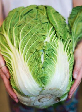 春秋播小义和秋白菜种子秋季播种秋天山东胶东大白菜种籽高产抗病
