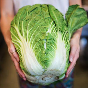 春秋播小义和秋白菜种子秋季播种秋天山东胶东大白菜种籽高产抗病