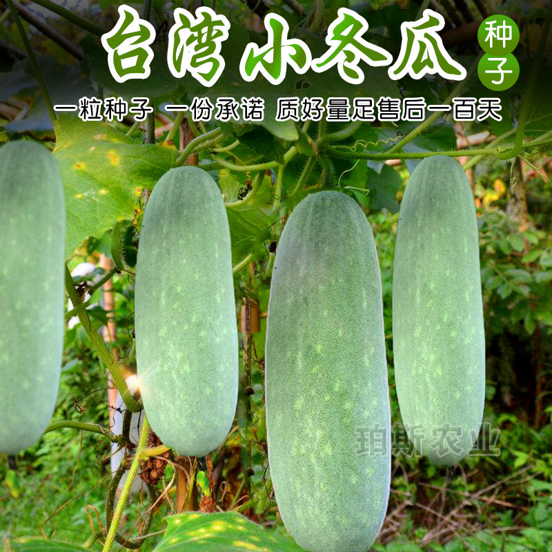 春秋早熟台湾玉玲珑小冬瓜种子寿光蔬菜种子迷你瓜种籽菜园四季播