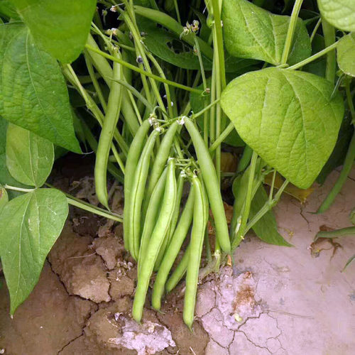春秋播地豆种子无架豆角青豆菜豆四季豆早熟肉厚春夏秋四季农家蔬