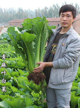 春秋天津青麻叶大白菜种子青口白菜种籽高产抗病秋天秋季冬季蔬菜