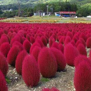 红地肤种子绿地肤扫帚草花籽阳台盆栽植庭院植物观叶花卉花种籽子