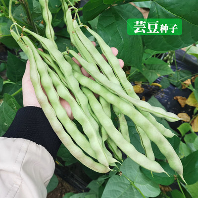 四季豆种子老来少芸豆种籽农家春季夏季种植豆角特高产豆荚蔬菜籽