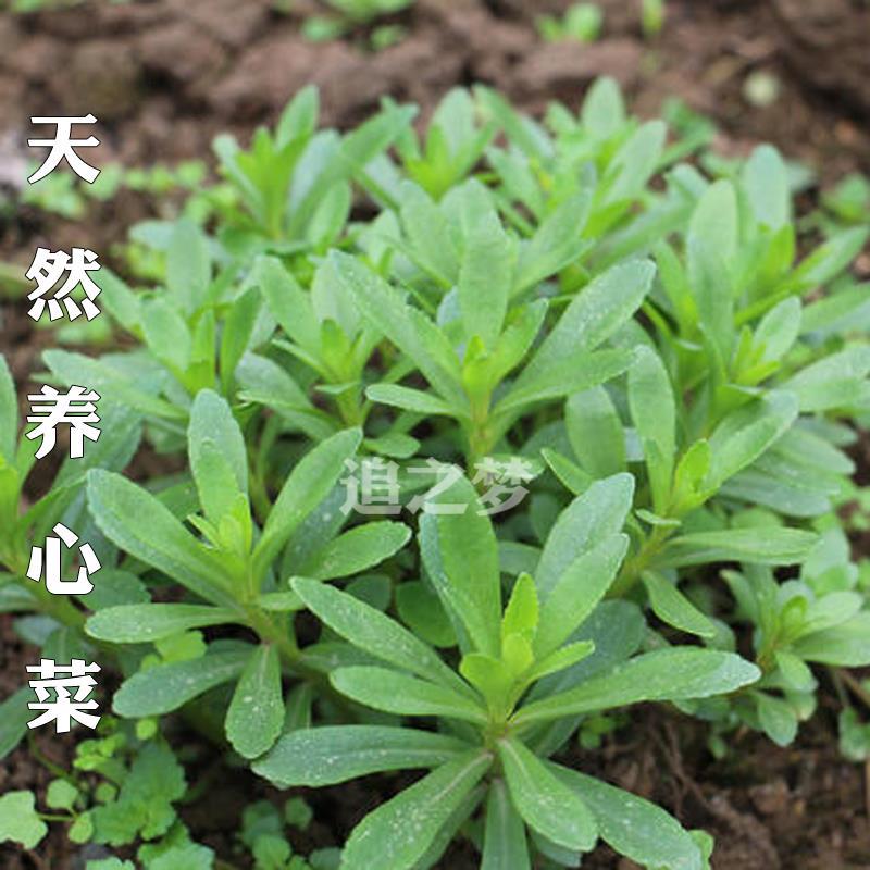 养心菜种子四季养心菜籽保健菜救心菜籽盆栽阳台野菜蔬菜种子