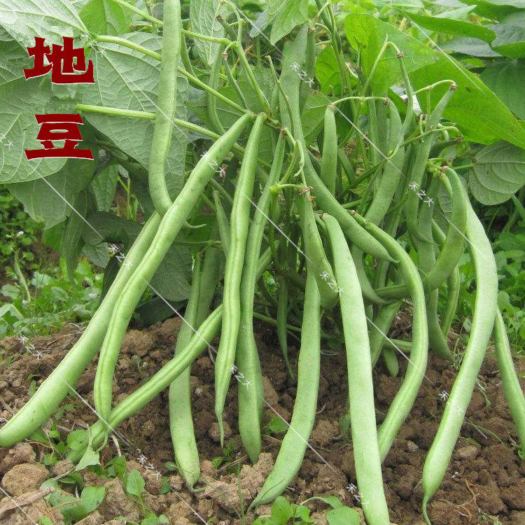 春秋播地豆种子四季豆芸豆无架种子蔬菜种子农家四季播蔬菜菜豆种