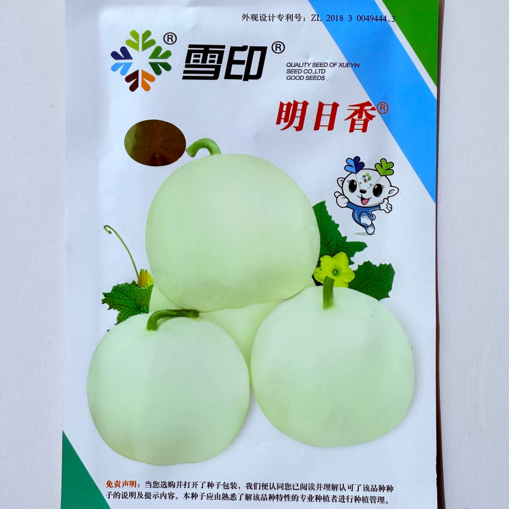 雪印明日香薄皮甜瓜种子肉质细腻香甜可口淡黄皮梨形杂交香瓜种籽