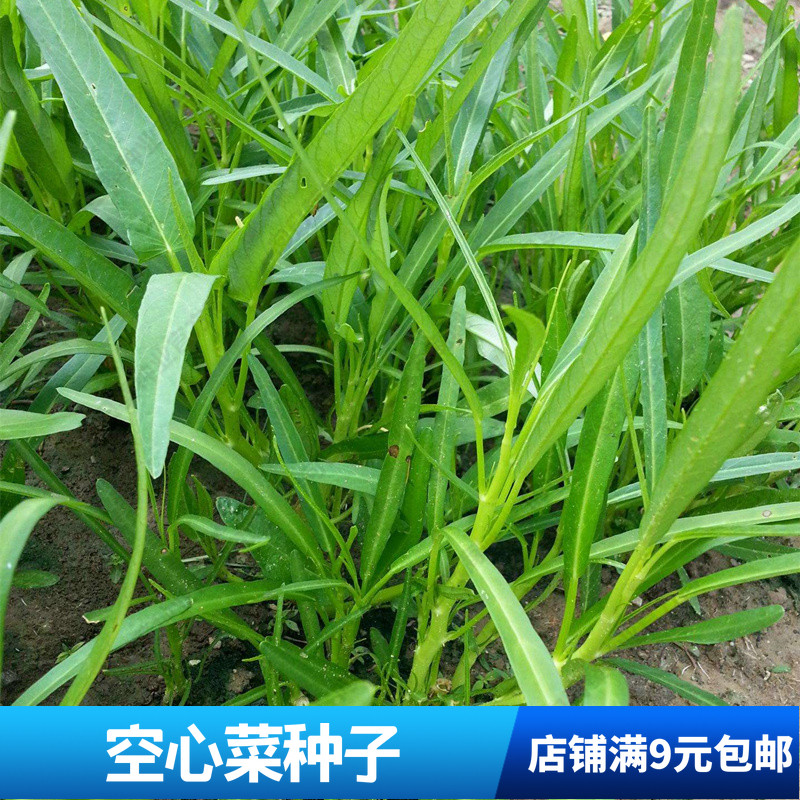 春秋播柳叶大叶空心菜阳台盆栽高产量水养栽培蔬菜容易四季种生长